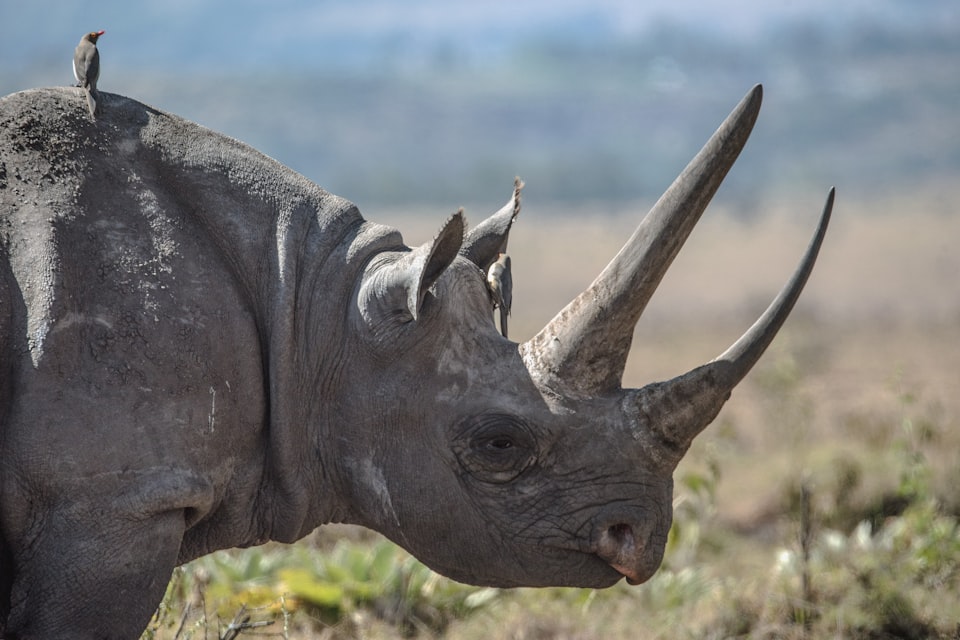 Day Trips to Mokolodi Nature Reserve